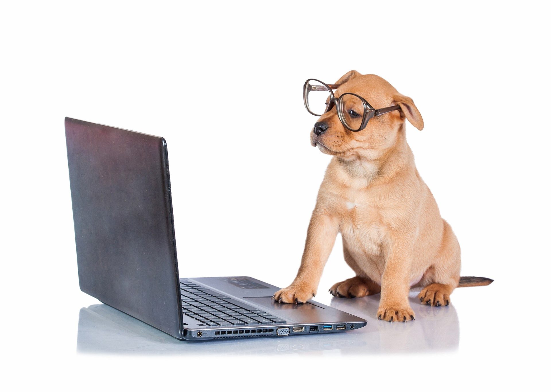 Puppy Leaving a Review Online