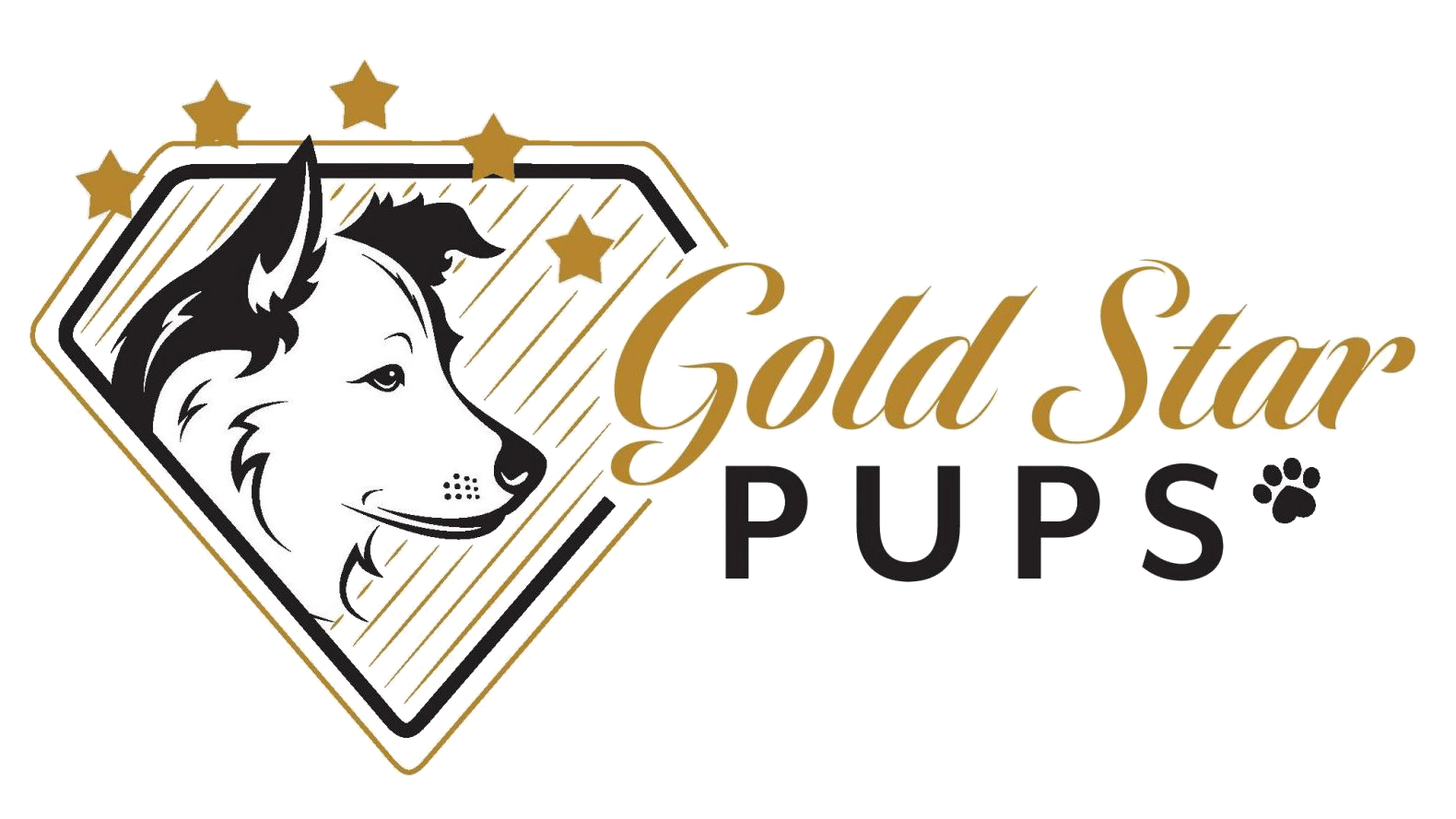 Puppies For Sale In Ohio Gold Star Pups Llc