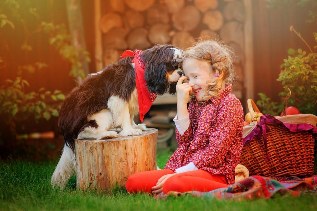 Cavalier puppies with girl.