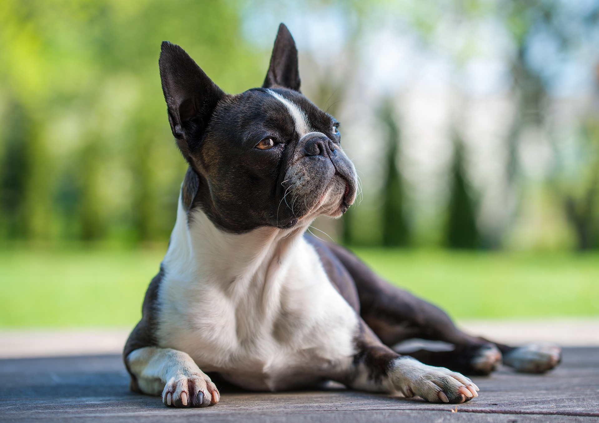 Boston Terrier Puppies For Sale Gold Star Pups LLC