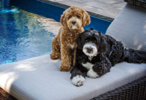 Two Bernedoodle Puppies