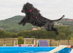 Portuguese water dog jumping into a pool.