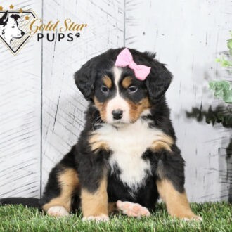 Miss Mia the Bernese Mountain Dog Puppy