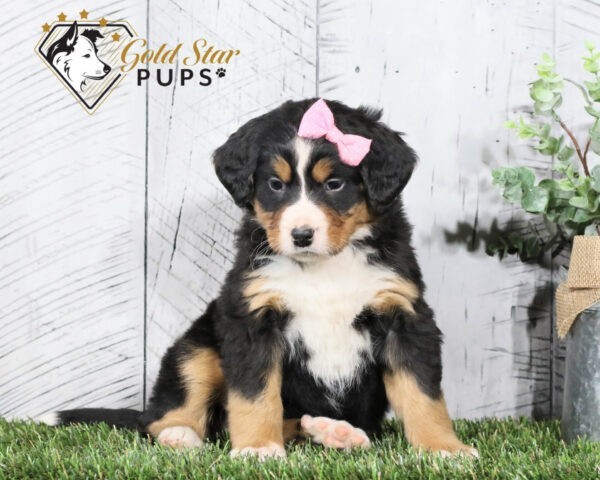 Miss Mia the Bernese Mountain Dog Puppy