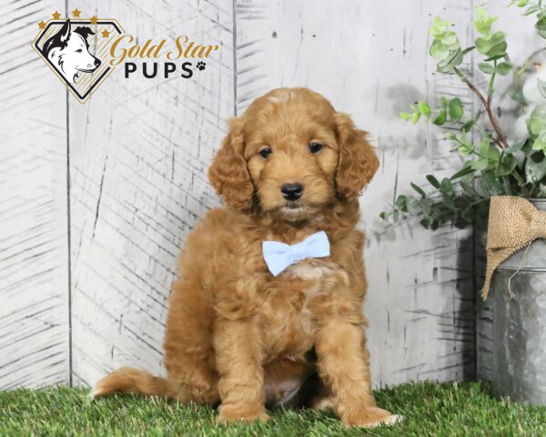 Hamilton - Gold Star Pups