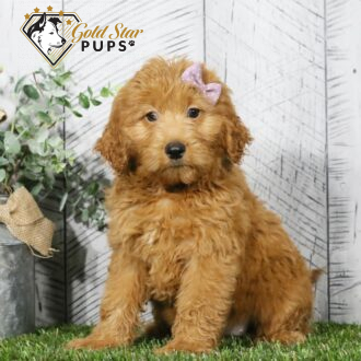 Avery - Gold Star Puppy