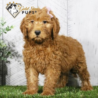 Amelia - Gold Star Puppy