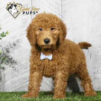 Augie - Gold Star Puppy