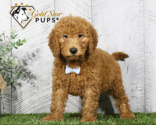 Augie - Gold Star Puppy
