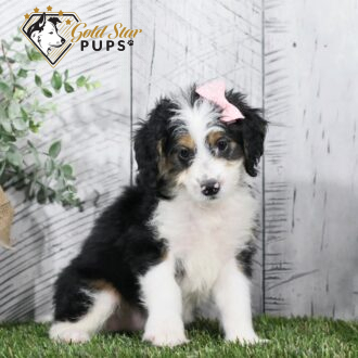 Bonnie - Gold Star Puppy