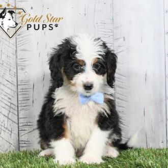 Baxter - Gold Star Puppy