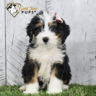 Beverly - Gold Star Puppy