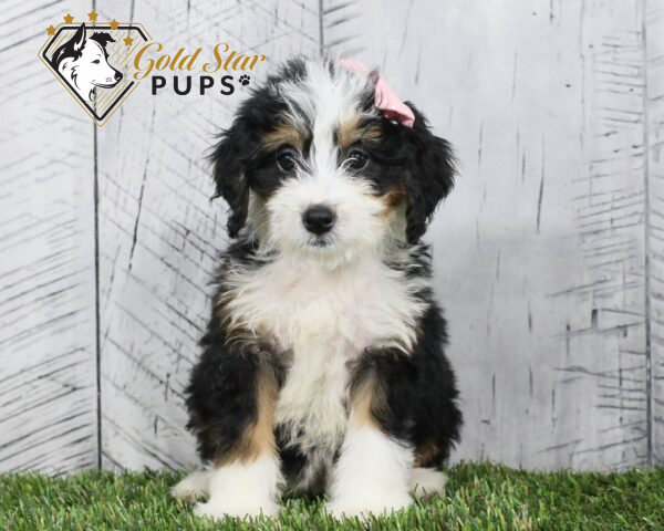 Beverly - Gold Star Puppy