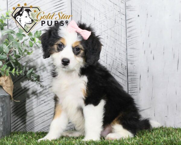 Blossom - Gold Star Puppy