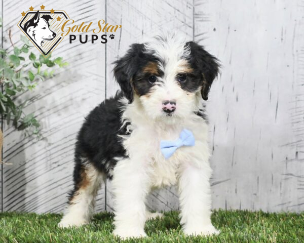 Bennett - Gold Star Puppy