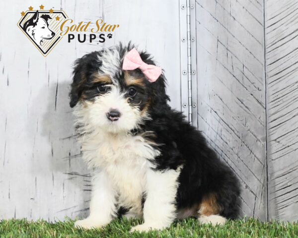Buttercup - Gold Star Puppy