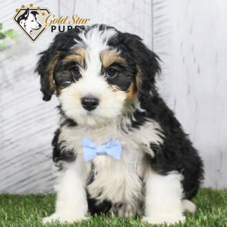 Bentley - Gold Star Puppy