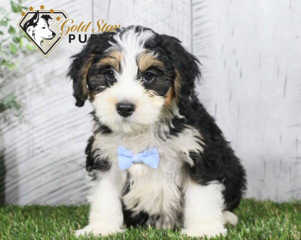 Bentley - Gold Star Puppy