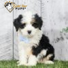 Bandit - Gold Star Puppy