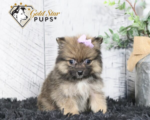 Elsie ACA - Gold Star Puppy