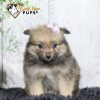 Ember ACA - Gold STar Puppy