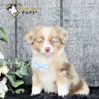 Benson - Gold Star Pups