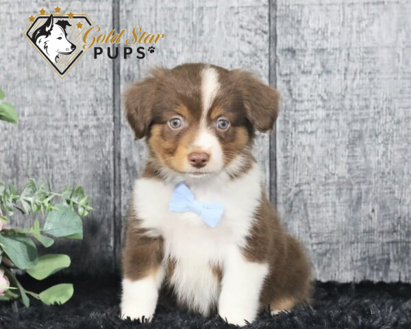 Rover - Gold Star Pups