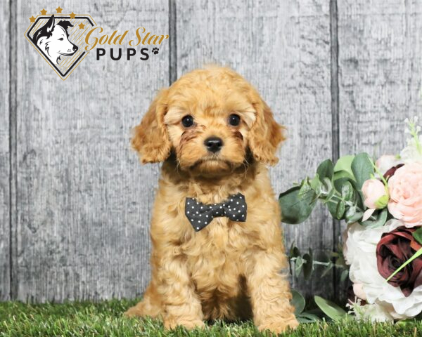 Gold Star Pups