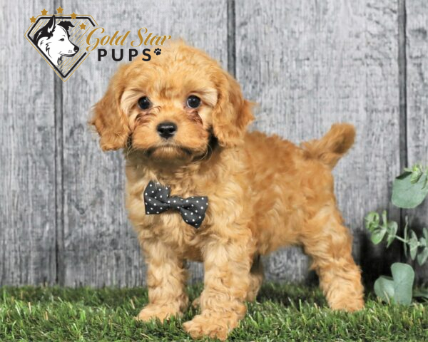Gold Star Pups