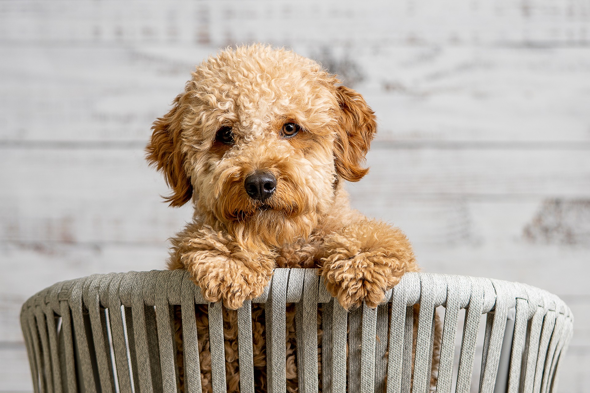 Mini Goldendoodle Puppy In Basket