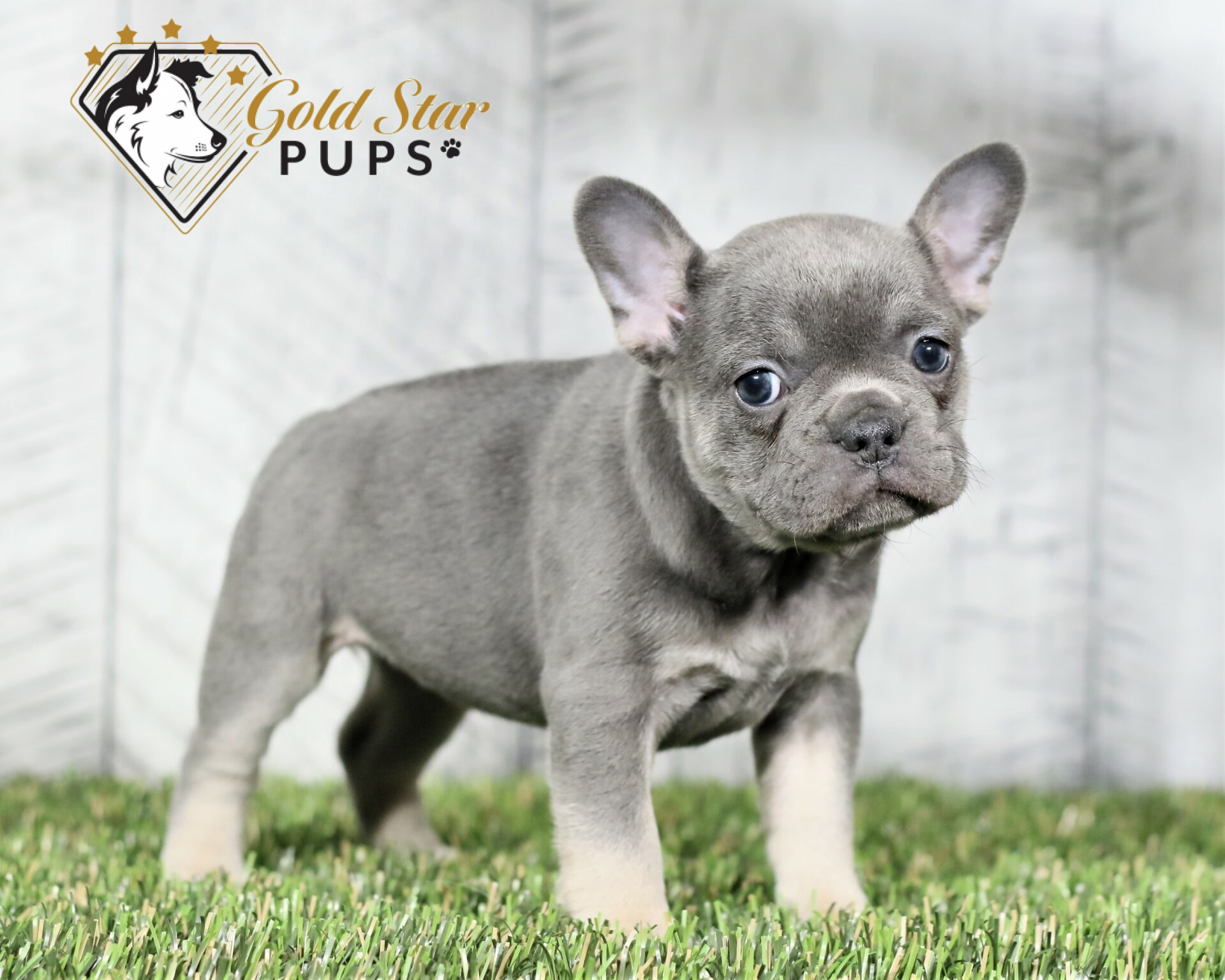 Locations Gold Star Pups Serves - Gold Star Pups LLC