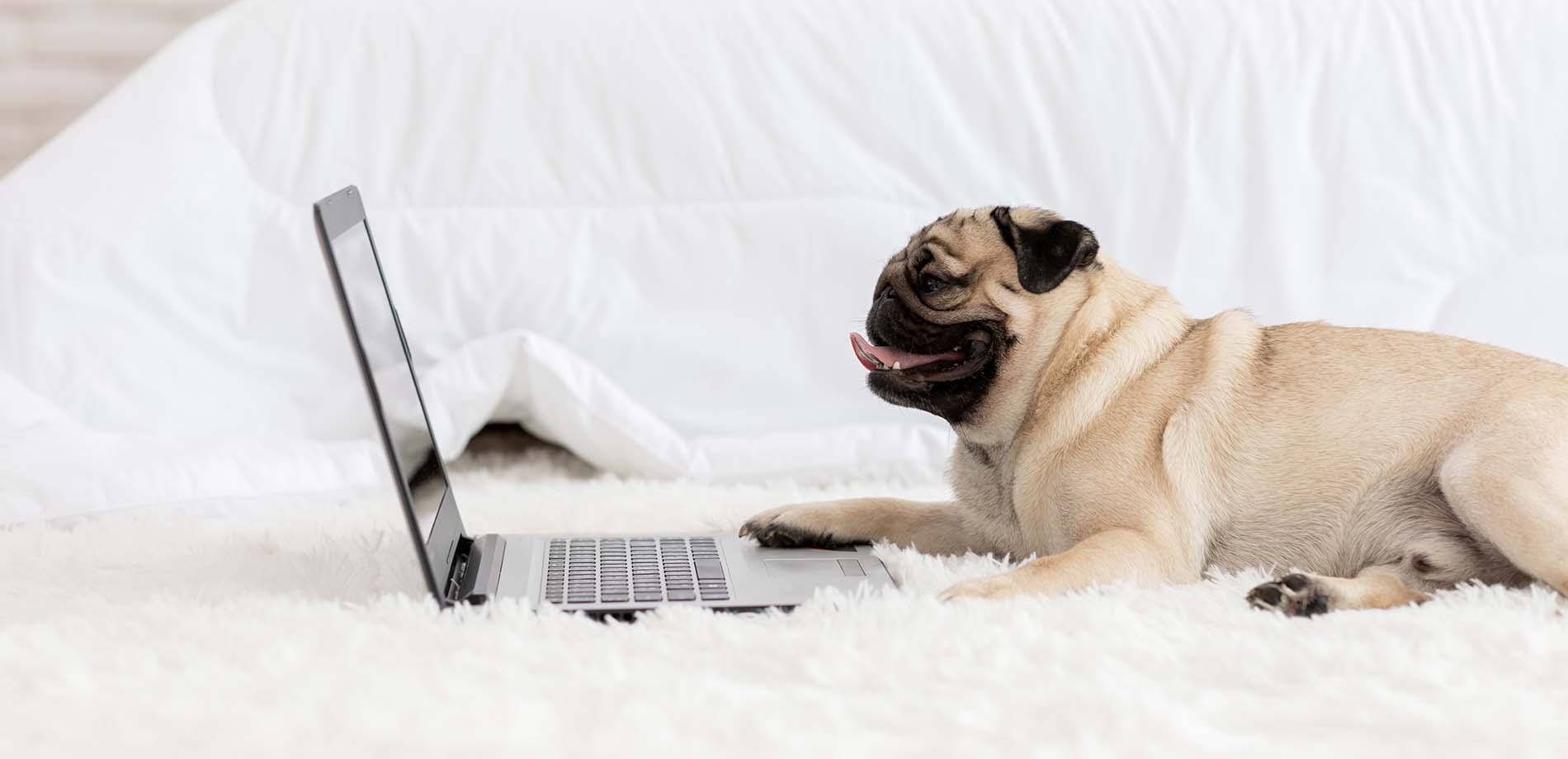 Pug Sending Email On Laptop