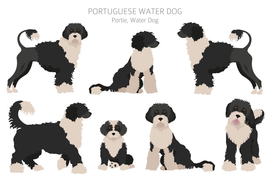 many Portie water dogs.