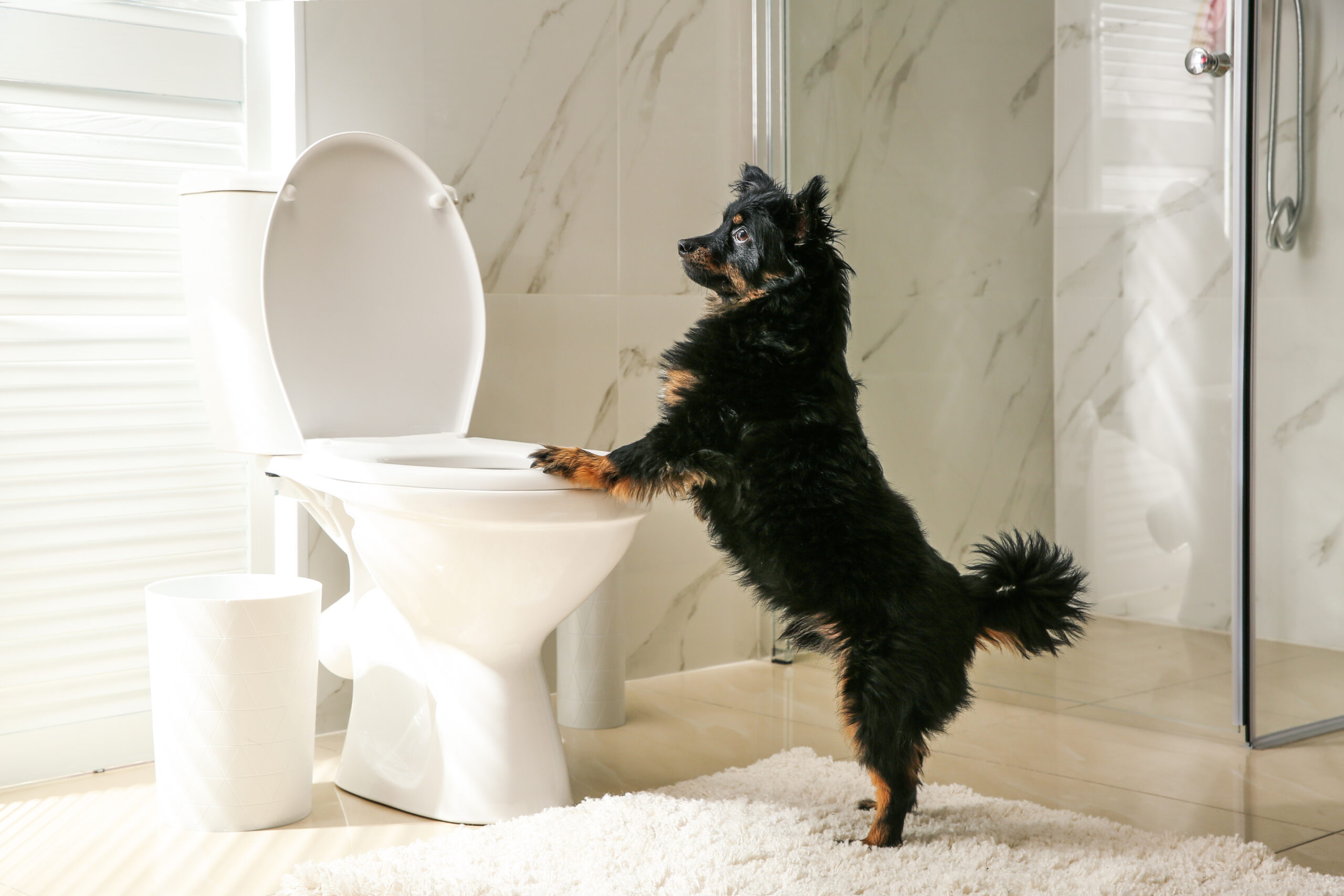 Potty training your pup with puppy and toilet
