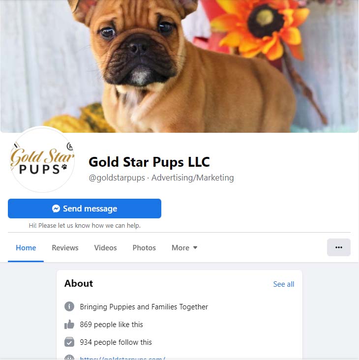 Gold Star Pups Facebook Page