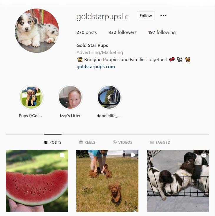Gold Star Pups Instagram Page