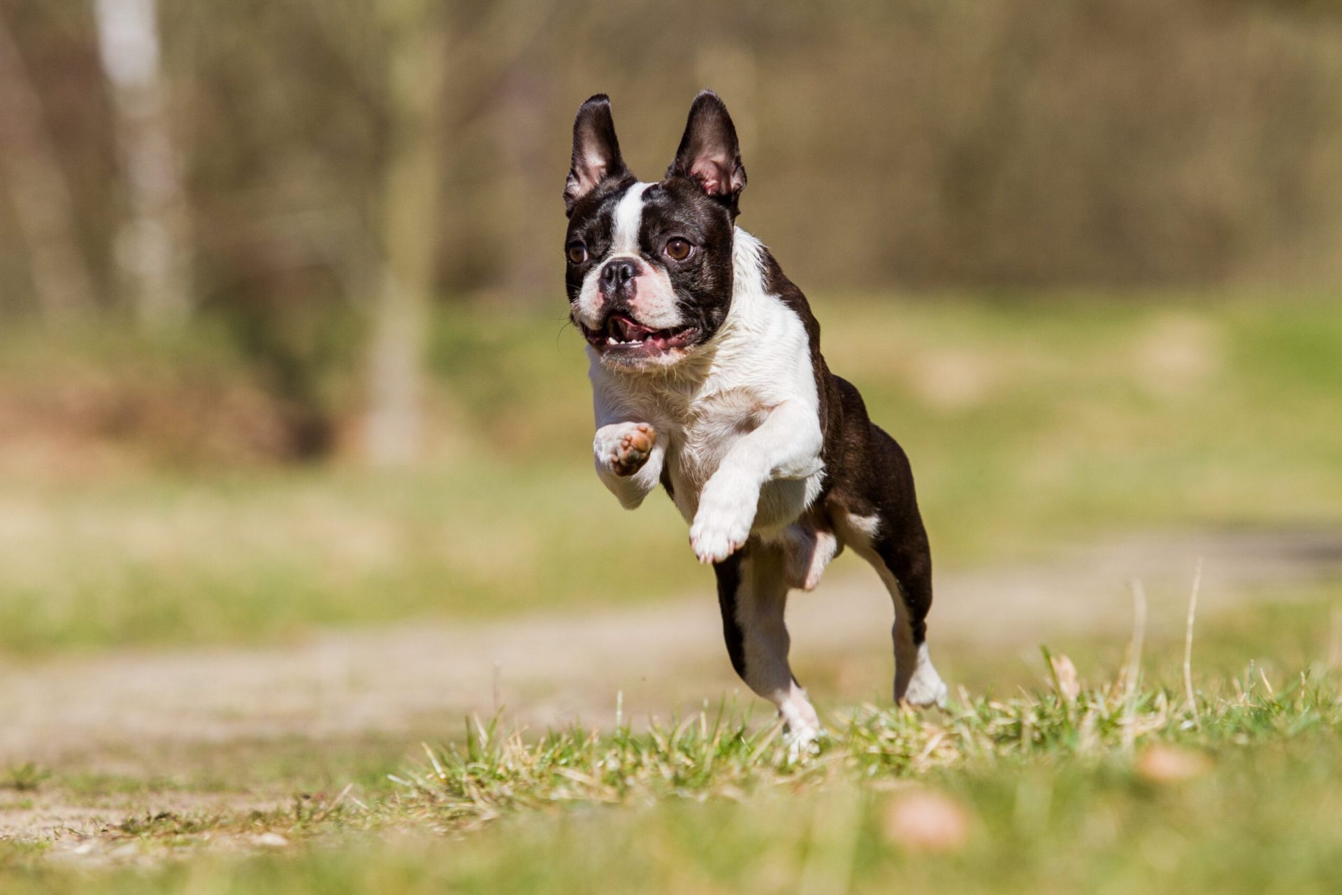 Boston Terrier Puppies For Sale - Gold Star Pups LLC
